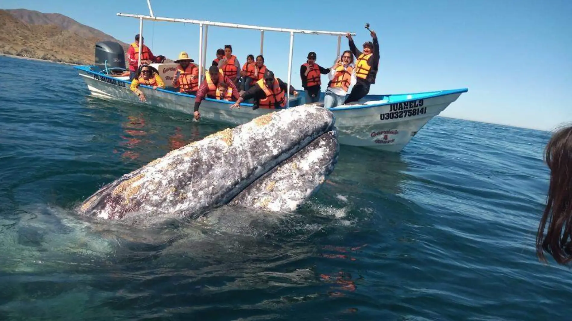 mar ballenas lancha turista animal